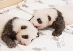 LE PICCOLE CUCCIOLE DI PANDA DELLO ZOO DI BERLINO APRONO GLI OCCHI PER LA PRIMA VOLTA!